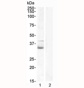 Western blot testing of human 1) Jurkat lysate and 2) U937 (negative control) lysate with WNT4 antibody at 1ug/ml. Expected molecular weight: 35~46 kDa depending on glycosylation level.~