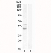 Western blot testing of human 1) Jurkat lysate and 2) U937 (negative control) lysate with WNT4 antibody at 1ug/ml. Expected molecular weight: 35~46 kDa depending on glycosylation level.