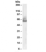 Western blot testing of U937 lysate with WASP antibody at 0.03ug/ml. Predicted molecular weight: ~53kDa.