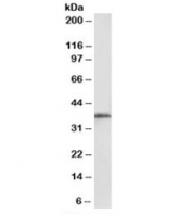 Western blot testing of KELLY cell lysate with MSI2 antibody at 0.1ug/ml. Predicted molecular weight: ~35kDa.