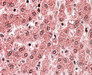 IHC staining of FFPE human liver with ALDH5A1 antibody at 5ug/ml. HIER: steamed with