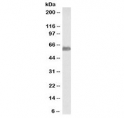 Western blot testing of human liver lysate with 58K Golgi protein antibody at 0.05ug/ml. Predicted molecular weight: ~58 kDa.