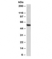 Western blot testing of human liver lysate with biotinylated 58K Golgi protein antibody at 1ug/ml. Predicted molecular weight: ~58kDa.