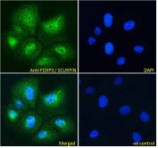 ICC/IF testing of fixed and permeabilized human U-2OS cells with FOXP3 antibody (green) at 10ug/ml and DAPI nuclear stain (blue).