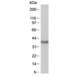 Western blot testing of human kidney with SIRT4 antibody at 1ug/ml. Predicted molecular weight: ~35kDa.