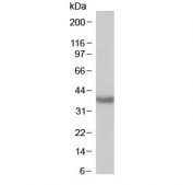 Western blot testing of human kidney with SIRT4 antibody at 1ug/ml. Predicted molecular weight: ~35 kDa.
