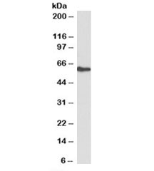 Western blot testing of 3T3-L1 lysate with FRS2 antibody at 0.1ug/ml. Predicted molecular weight: ~57kDa.