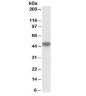 Western blot testing of human heart lysate with NDUFS2 antibody at 0.1ug/ml. Predicted molecular weight: ~52kDa.