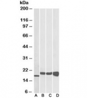Western blot of mouse NIH3T3 (A), and human HEK293 (B), HepG2 (C) and MCF7 (D) lysates with SOD antibody at 0.01ug/ml. Predicted molecular weight: ~16kDa.