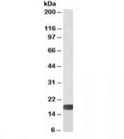 Western blot of human HEK293 cell lysate with biotinylated SOD antibody at 0.3ug/ml. Predicted molecular weight: ~16kDa. An NAP blocker was used in place of non-fat milk as blocking solution and diluent. (1)