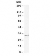 Western blot testing of mouse brain lysate with biotinylated SIAH1 antibody at 1ug/ml. Predicted molecular weight: ~31kDa.