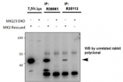 Immunoprecipitation: MAPKAPK2 antibody (cat # R36061 and cat # R35113, 1.5ug used) precipitates from lysates of MK2/MK3 double knockout MEFs, with (third and fifth lanes) and without (fourth and sixth lanes) rescued MK2 expression through retroviral transduction. The corresponding lysates (first and second lane resp.) were analyzed in parallel in this western blot with an unrelated MK2 antibody. Predicted molecular weight: ~45kDa.
