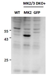 Western blot testing of mouse embryonic fibroblasat lysates from double KO mice (lanes 2 & 3) and rescued by introduction of MK2 gene in second lane. MK2 / MAPKAPK2 antibody was used at 0.5ug/ml. Predicted molecular weight: ~45kDa.