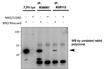Immunoprecipitation: MAPKAPK2 antibody (cat # R36061 and <a href=../tds/mapkapk2-antibody-r35113>cat # R35113</a>, 1.5ug used) precipitates from lysates of MK2/MK3 double knockout MEFs, with (third and fifth lanes) and without (fourth and sixth lanes) rescued MK2 expression through retroviral transduction.