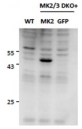 Western blot testing of mouse embryonic fibroblasat lysates from double KO mice (lanes 2 & 3) and rescued by introduction of MK2 gene in second lane. MK2 / MAPKAPK2 antibody was used at 0.5ug/ml. Predicted molecular weight: ~45kDa