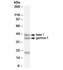 Western blot testing of HeLa cell lysate with GABPB2 antibody at 0.5ug/ml. The expected ~43/38kDa (isoforms beta 1/gamma 1) bands and the additional ~21kDa band are all blocked by the immunizing peptide.