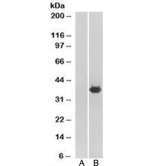 Western blot of HEK293 lysate overexpressing MORF4L2 probed with MORF4L2 antibody (mock transfection in lane 1). Predicted mole