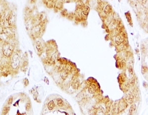 IHC testing of FFPE human kidney with EDG3 antibody at 2ug/ml. HIER: steamed with pH6 citrate buffer, HRP-staining.