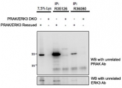 PRAK antibody (cat # R36080 and R35126) used at 1.5ug for immunoprecipitation from lysates of PRAK/ERK3 double knockout mouse embryonic firbroblasts, with (third and fifth lanes) and without (fourth and sixth lanes) rescued PRAK/ERK3 expression through retroviral transduction. The corresponding lysates (first and second lane resp.) were analyzed in parallel in this western blot labelled with mouse anti-PRAK (and co-precipitation was measured using rabbit anti-ERK3 in the lower panel).