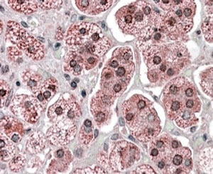 IHC staining of FFPE human adrenal gland with KPNA6 antibody at 4ug/ml. HIER: steamed with pH6 citrate buffer, AP-stainin