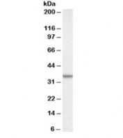 Western blot testing of A431 lysate with Annexin A2 antibody at 0.5ug/ml. Predicted molecular weight ~38kDa.