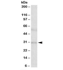 Western blot testing of human placenta lysate with IGFBP1 antibody at 2ug/ml. Predicted molecular weight: ~28kDa.
