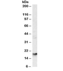 Western blot testing of human liver lysate with Glycophorin A antibody at 1ug/ml. Expected molecular weight: routinely observed at ~16kDa and/or ~38kDa.~