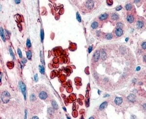 IHC staining of FFPE human kidney with Glycophorin A antibody at 2ug/ml. HIER: st