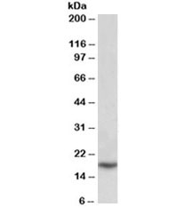 Western blot testing of placenta lysate with PLA2 antibody at 0.1ug/ml. Predicted molecular weight ~16kDa.