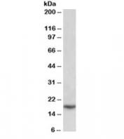 Western blot testing of placenta lysate with PLA2 antibody at 0.1ug/ml. Predicted molecular weight ~16kDa.