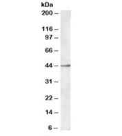Western blot testing of MOLT4 lysate with SIGLEC8 antibody at 0.3ug/ml. Predicted molecular weight: ~54/44kDa (isoforms 1/2).