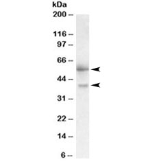 Western blot testing of human placenta lysate with FSTL1 antibody at 0.3ug/ml. Predicted molecular weight ~35kDa, but observed at 40~55kDa.