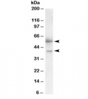 Western blot testing of human placenta lysate with FSTL1 antibody at 0.3ug/ml. Predicted molecular weight ~35 kDa, observed at 40~55 kDa.