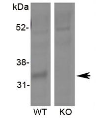 Western blot of mouse lung lysate (60ug protein) with Hsd