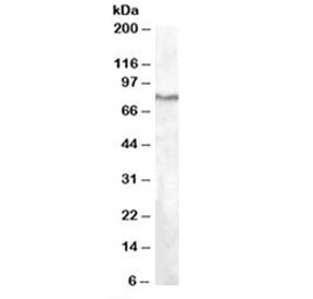 Western blot testing of HepG2 lysate with SEL1L antibody at 1ug/ml. Predicted molecular weight: ~89kDa.~