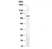 Western blot testing of HepG2 lysate with SEL1L antibody at 1ug/ml. Predicted molecular weight: ~89 kDa.