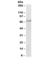 Western blot testing of mouse spleen lysate with PAPD5 antibody at 0.2ug/ml. Predicted/observed molecular weight (mouse): ~70kDa.