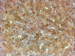 IHC testing of FFPE human liver with ATG4A antibody at 2ug/ml. HIER: steamed with pH6 citrate buffer, HRP-staining.