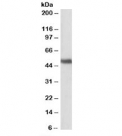Western blot testing of human cerebellum lysate with GPR83 antibody at 1ug/ml. Predicted molecular weight: ~48kDa.