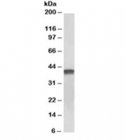 Western blot of pig heart lysate with TNNT2 antibody at 0.1ug/ml.