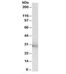 Western blot testing of U937 lysate with CLIC1 antibody at 2ug/ml. Predicted molecular weight: ~27kDa.