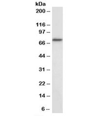 Western blot of mouse NIH3T3 nuclear lysate with RFX5 antibody at 2ug/ml. Predicted molecular weight (mouse): ~70kDa.