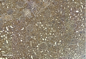 IHC staining of FFPE human kidney tissue with FCER1A antibody at 6ug/ml. Required HIER: steamed antigen retrieval with pH6 citrate buffer; HRP-staining.