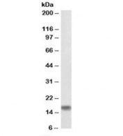 Western blot testing of rat brain lysate with biotinylated AIF-1 antibody at 0.1ug/ml. Predicted molecular weight: ~17 kDa. An NAP blocker was used in place of non-fat milk as blocking solution and diluent. (2)