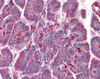 IHC testing of FFPE human pancreas tissue with LIS1 antibody at 3.75ug/ml. Required HIER: steamed antigen retrieval with pH6 citrate buffer; AP-staining.