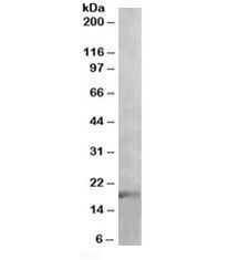 Western blot testing of human thymus lysate with IL-17 antibody at 1ug/ml. Predicted molecular weight ~18kDa.