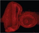 Drosophila E2F1 antibody staining of the Drosophila Eye-Antennal Imaginal Disc (0.5ug/ml).