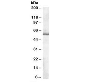 Western blot testing of human placenta lysate with TXNRD1 antibody at 0.1ug/ml. Predicted molecular weight: ~57kDa.