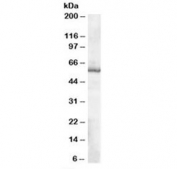 Western blot testing of human placenta lysate with TXNRD1 antibody at 0.1ug/ml. Predicted molecular weight: ~57 kDa.