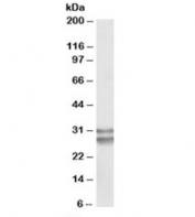 Western blot testing of human heart lysate with KLF13 antibody at 0.1ug/ml. Predicted molecular weight ~31kDa.  The ~28kDa band is likely due to partial proteolysis.